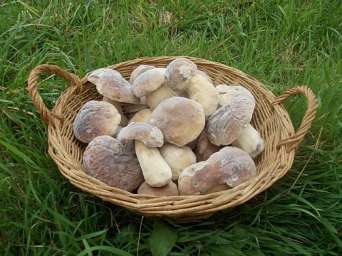 Frozen Porcini Mushrooms (whole)  gr. 500 / lb. 1,1 - ONLY OFFLINE STORE