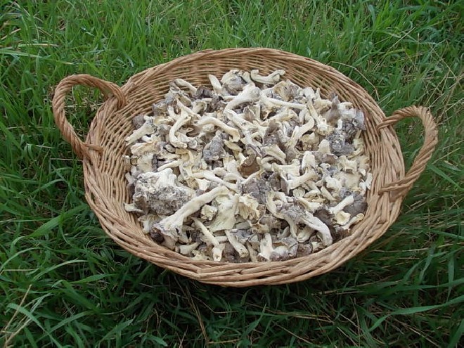 Funghi Cantharellus lutescens congelati (Finferle)