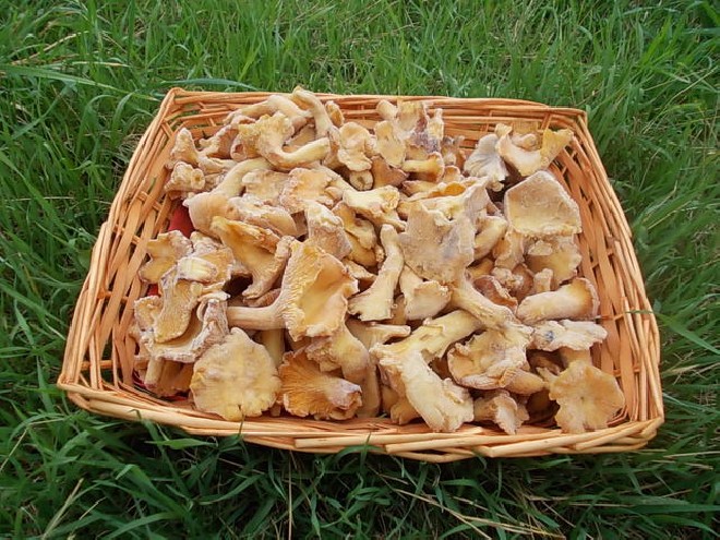 Funghi Cantarellus cibarius congelati (Gialletti/ Finferli)