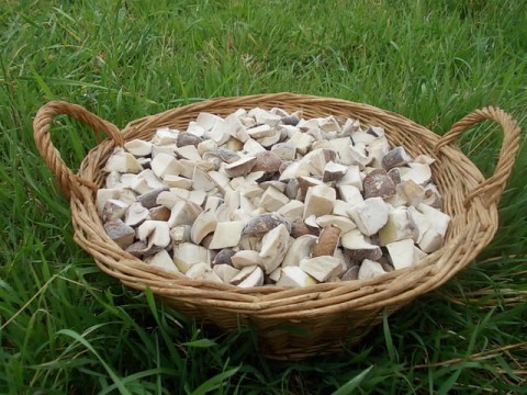 Frozen Porcini Mushrooms (cubes)  Gr. 500 / lb. 1,1 - ONLY OFFLINE STORE