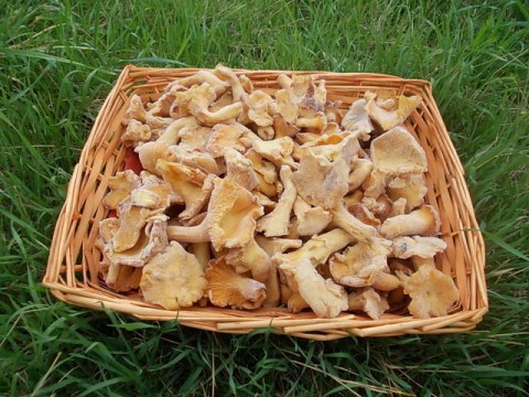 Funghi Cantarellus cibarius congelati (Gialletti/ Finferli) 1 kg - SOLO VENDITE OFFLINE