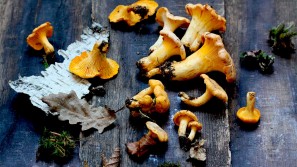 CANTHARELLUS LUTHESCENS MUSHROOMS